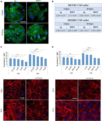 Cytoskeletal Remodeling Mimics Endothelial Response to Microgravity